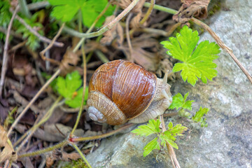 Vineyard snail