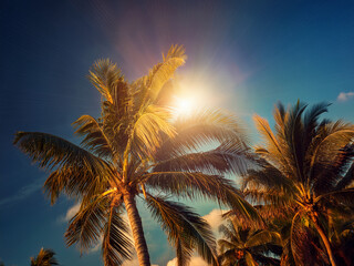 A collage of coconut textures and tropical trees ideal for summer-themed projects.