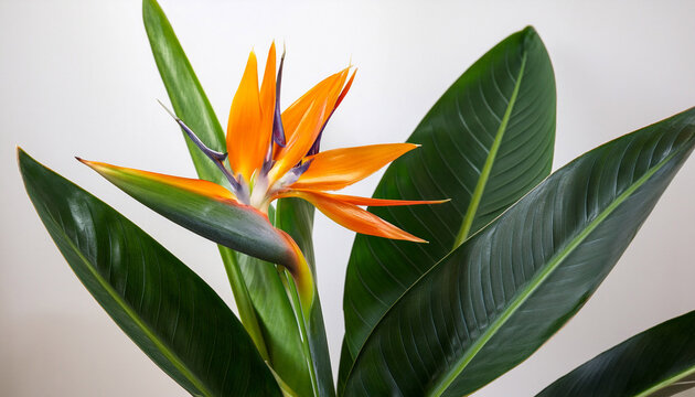 a photo of a potted bird of paradise plant with lush green leaves and a tall stem