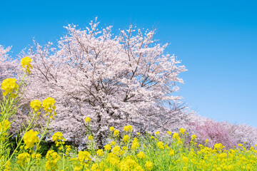 桜と菜の花　権現堂桜堤