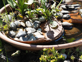 Bees drinking in a watering hole in the garden specially designed for bees and wasps