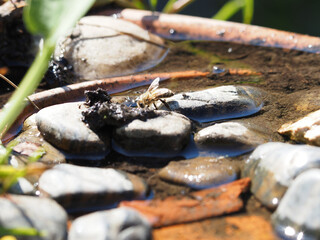 Bees drinking in a watering hole in the garden specially designed for bees and wasps