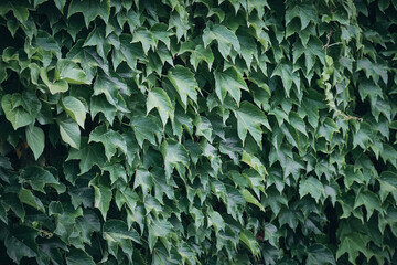 Dense green ivy leaves growing across a vertical surface, likely a wall or fence. Organic growth, lush greenery, beauty of nature patterns
