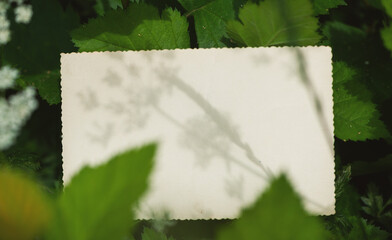 Vintage empty paper lies on green leaves of a plant, creating a rustic and natural background. The weathered sheet blends with botanical foliage