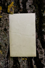 Vintage empty paper on the old wooden bark of tree background