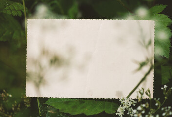 Vintage empty paper lies on green leaves of a plant, creating a rustic and natural background. The weathered sheet blends with botanical foliage