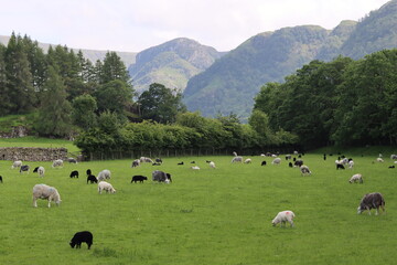 Obraz premium Herdwick sheep and lambs grazing in a field in the Lake District
