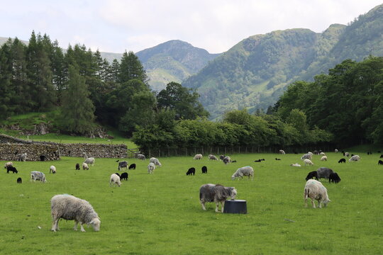 Herdwick sheep and lambs grazing in a field in the Lake District