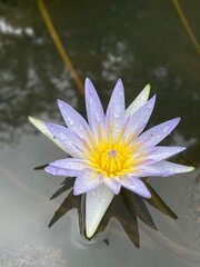 Close-up of a purple and yellow water lily with dew drops