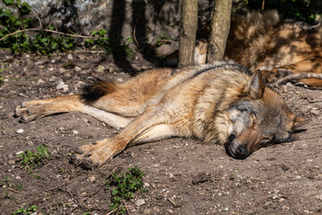 European Grey Wolf, Canis lupus in a german park