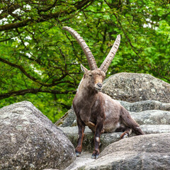 Alpine ibex, Capra ibex is a species of wild goat that lives in the mountains of the European Alps.