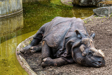 The Indian Rhinoceros, Rhinoceros unicornis aka Greater One-horned Rhinoceros