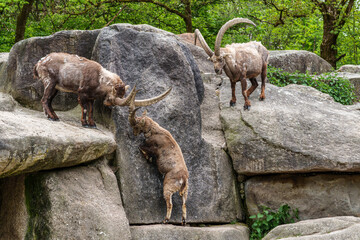 Two Ibex Mountain goats fight head to head over female and territory