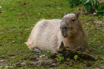 The Capybara, Hydrochoerus hydrochaeris is the largest living rodent in the world.