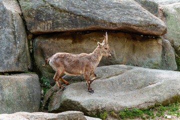 Alpine ibex, Capra ibex is a species of wild goat that lives in the mountains of the European Alps.