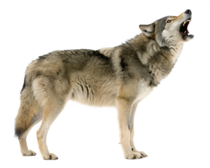 wolf howling isolated on a transparent background.PNG