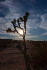 Silhouette of a Joshua tree againt the sun during late afternoon at Joshua Tree National Park,...