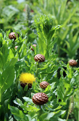 Obraz premium Giant Knapweed bloom and buds, Kent England 