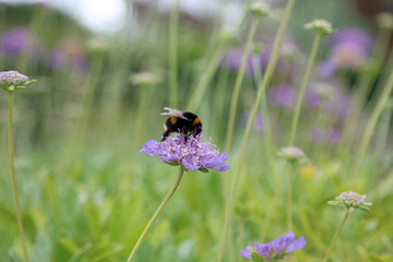 Macro image of a bee on a Scabious flower, Kent England
