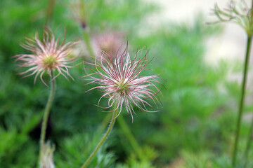 Macro image of a Pasqueflower fruiting heads, Kent England

