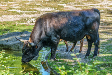 Heck cattle, Bos primigenius taurus or aurochs in a German park