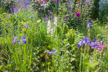 Lupine blooms in spring garden. White flowers grow among irises, roses, hardy geranium.