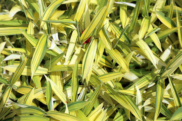 Macro image of Kamuro-zasa foliage, Kent England
