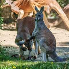 The red kangaroo, Macropus rufus is the largest of all kangaroos and the largest extant marsupial.