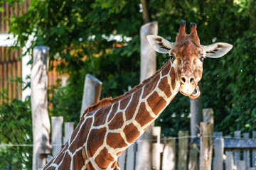 The giraffe, Giraffa camelopardalis is an African mammal