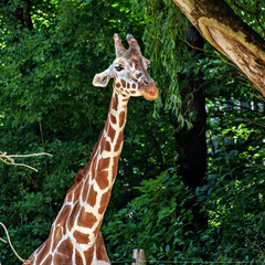 The giraffe, Giraffa camelopardalis is an African mammal