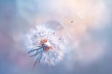 Dandelion Seed Head Floats Gently in Soft Pastel Tones During a Tranquil Afternoon