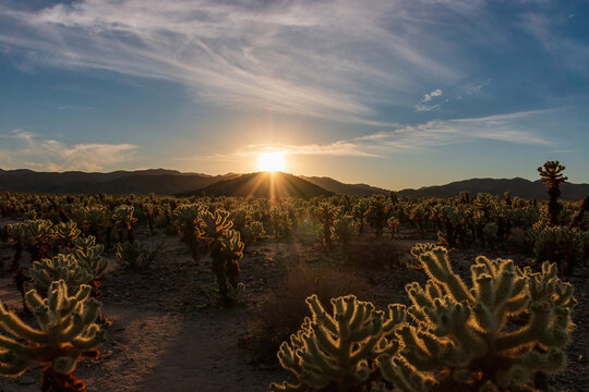 Scenic view of sunset at Cholla Cactus Garden, Joshua Tree National Park, California, USA with radiant spines of teddy-bear cholla against sun and blue sky in desert landscape