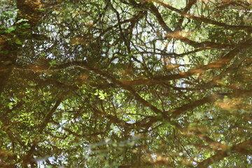 Green reflections in a woodland river in summer