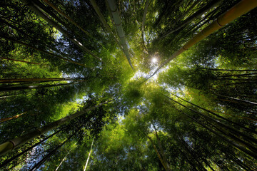 Tall Bamboo Trees Reaching High Into the Blue Sky Create a Serene Atmosphere in a Peaceful Forest Setting