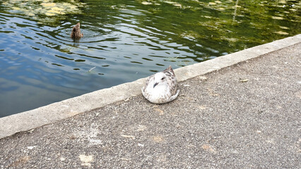 seagull next to pond