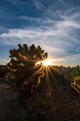 Scenic view of sunset at Cholla Cactus Garden, Joshua Tree National Park, California, USA with...