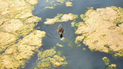 duck in algae filled lake