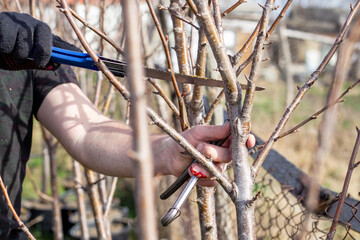 Close-up of a man trimming branches of a small tree with a folding saw in early spring, injuring his finger on his hand