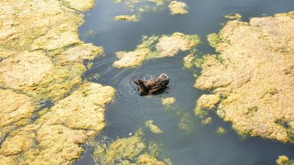 duck swimming in the algae