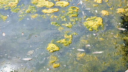 algae growing in the lake