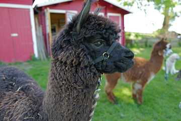 Majestic Profile — Black Alpaca in Natural Light