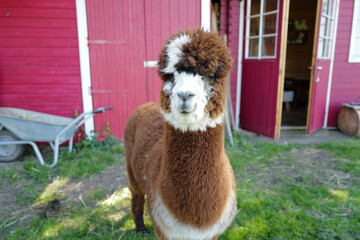 Charming Contrast — Black and White Alpaca with Red House Background