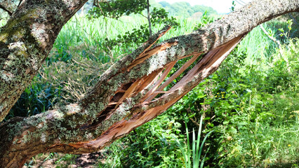 splitting tree branch