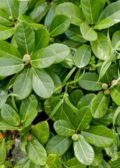 Close up of green leaves