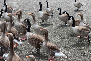 Canada And Greylag Geese Next