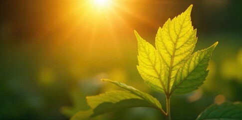 Obraz premium Close-up of a sunlit golden leaf, subtly hinting at spiritual enlightenment and inner peace Perfect for meditation, yoga, and mindfulness concepts , autumnal, background