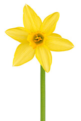 Yellow daffodil or narcissus flower in full bloom, isolated on transparent png background