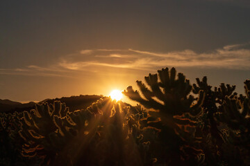 Scenic view of sunset at Cholla Cactus Garden, Joshua Tree National Park, California, USA with...