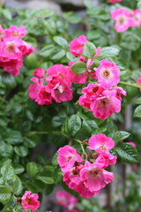 Obraz premium Pink climbing roses on a house wall