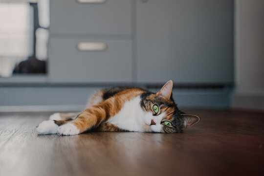 Relaxed cat lying on wooden floor